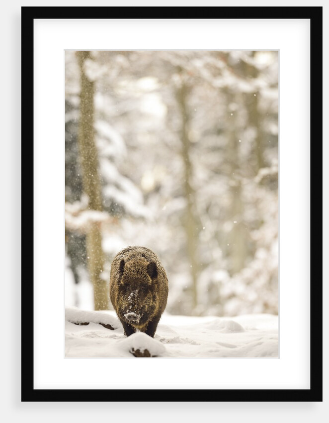 Wild boar (Sus scrofa) portrait in the snow, Bayerischer Wald National Park, Germania, Germany by Anonymous