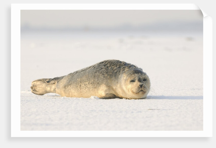 Gray seals flock to the beach of Donna Nook,Donna Nook Nature Reserve, Lincolnshire, United Kingdom by Anonymous