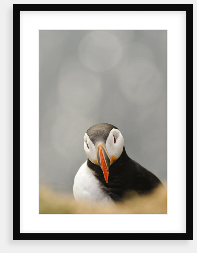 The cute and colorful Puffins crowd the cliffs of Latrabjarg, Latrabjarg , Iceland, Islanda by Anonymous