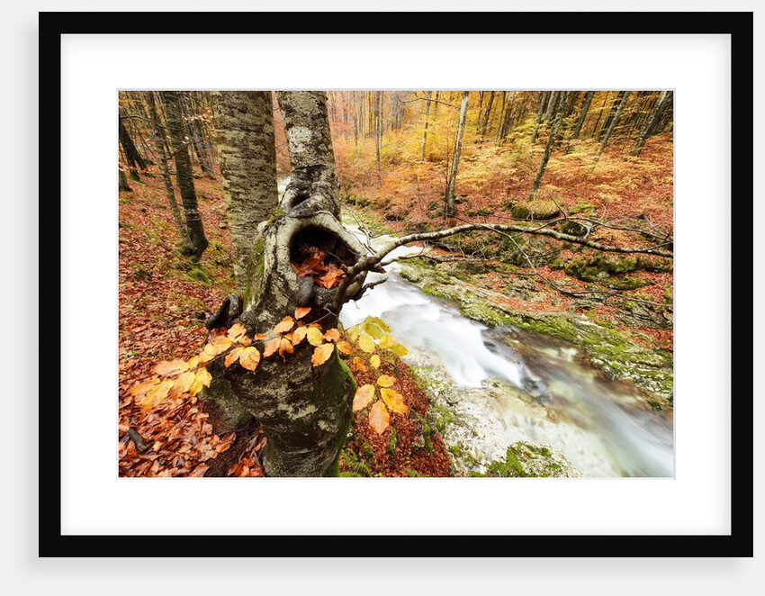 The wood takes on the warm colors of autumn, Prealpi Carniche , friuli Friuli-Venezia Giulia, Carnia by Anonymous
