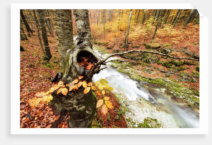 The wood takes on the warm colors of autumn, Prealpi Carniche , friuli Friuli-Venezia Giulia, Carnia by Anonymous