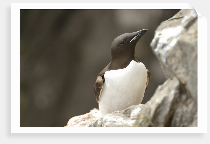 the elegance guillemot crowd the cliffs of Latrabjarg, Latrabjarg , Iceland, Islanda by Anonymous