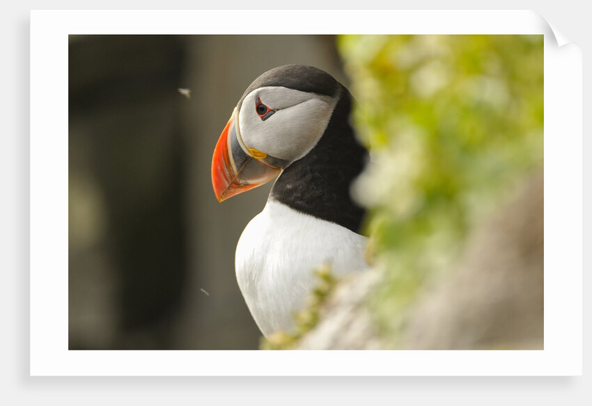 the cute and colorful Puffins crowd the cliffs of Latrabjarg, Latrabjarg , Iceland, Islanda by Anonymous