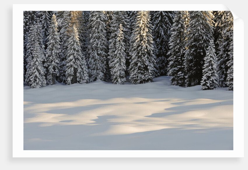 The forest rests under the blanchet of snow, Alpi Carniche , Friuli-Venezia Giulia, Carnia , E by Anonymous