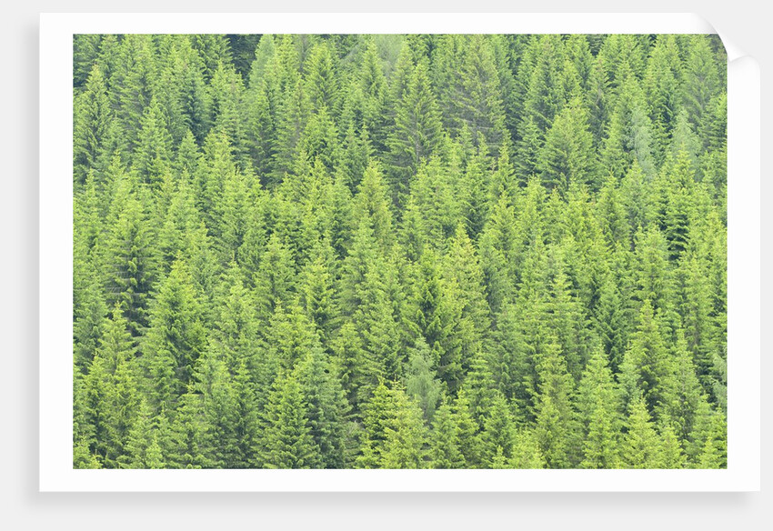 The arrival of spring shine the green shoots of fir trees, Alpi Carniche , Friuli-Venezia Giulia by Anonymous