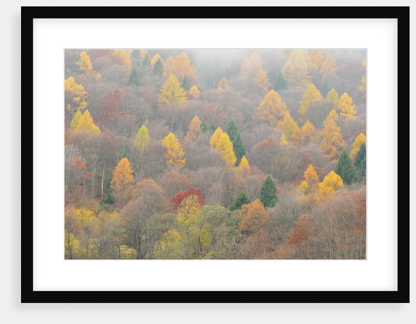 The mixed forest in autumn wears his best dress, Alpi Carniche , Friuli-Venezia Giulia, Carnia by Anonymous