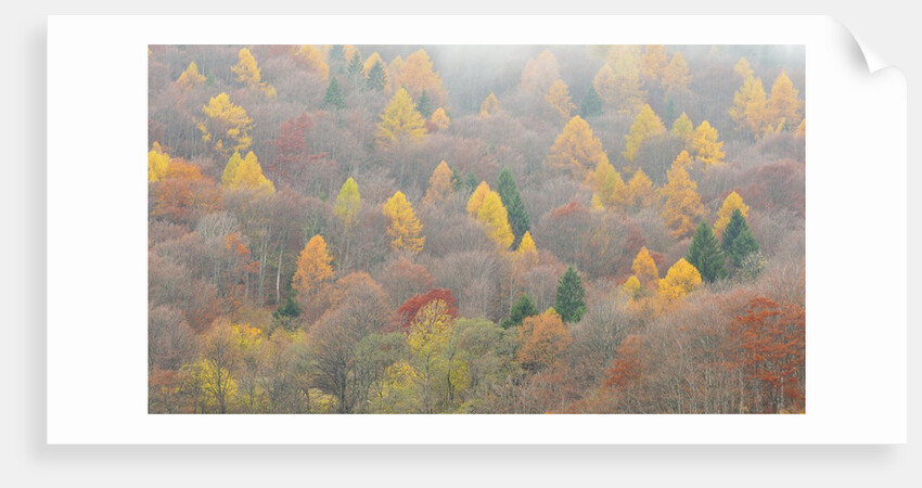 The mixed forest in autumn wears his best dress, Alpi Carniche , Friuli-Venezia Giulia, Carnia by Anonymous