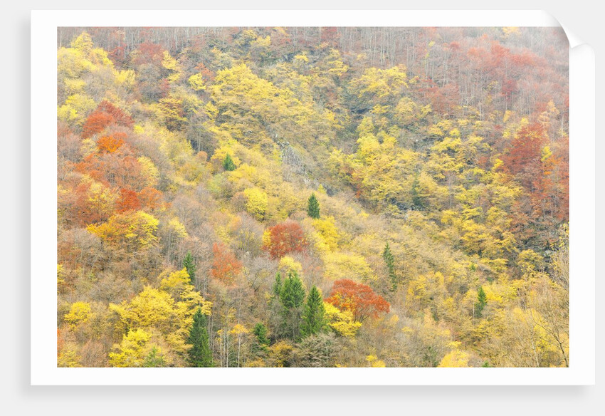 The mixed forest in autumn wears his best dress, Alpi Carniche , Friuli-Venezia Giulia, Carnia by Anonymous