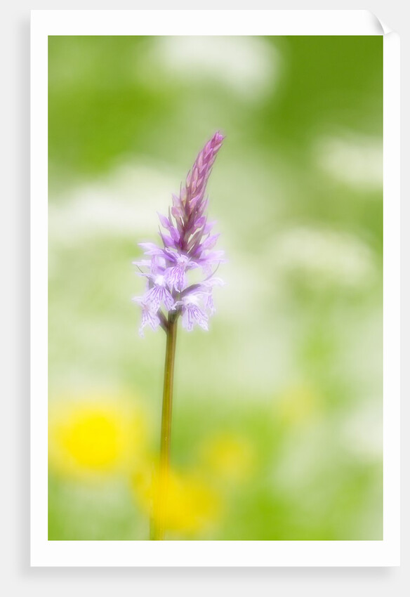 The delicate orchid, Val d'Arzino , Friuli-Venezia Giulia, Carnia , Europe, Italy, Europa Itali by Anonymous