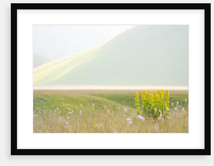 The spontaneous flowering makes plans Castellucio Norcia a show not to be missed, Parco Nazionale Mo by Anonymous