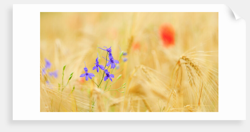 The spontaneous flowering makes plans Castellucio Norcia a show not to be missed, Parco Nazionale Mo by Anonymous