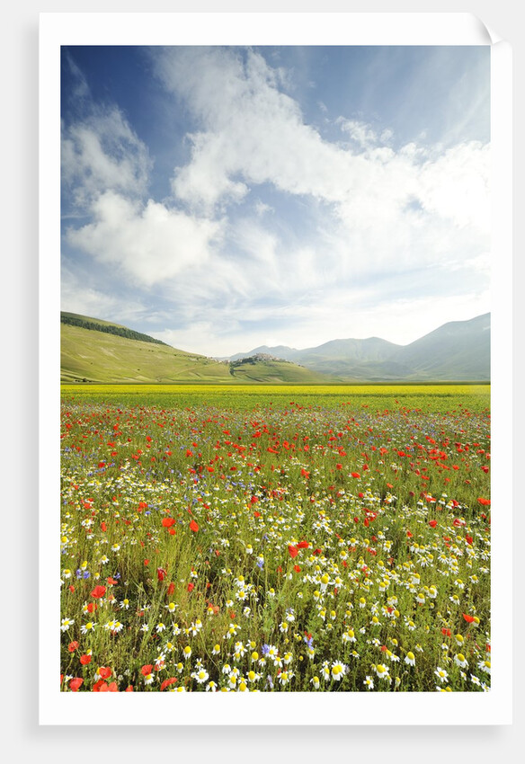 The spontaneous flowering makes plans Castellucio Norcia a show not to be missed, Parco Nazionale Mo by Anonymous