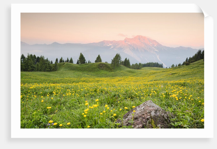 The mount Bivera emerges dawn behind a spectacular bloom of yellow buttercups, Alpi Carniche , Friu by Anonymous