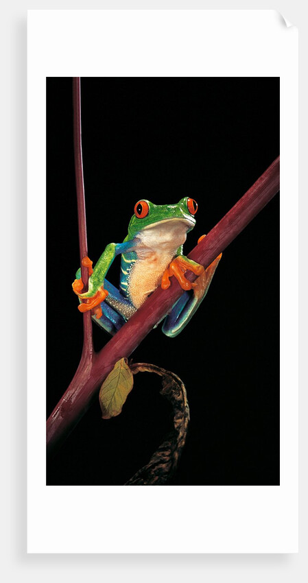 Agalychnis callidryas (red-eyed treefrog ) by Anonymous
