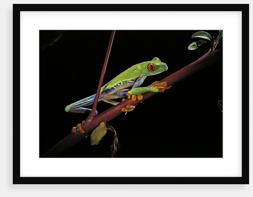 Agalychnis callidryas (red-eyed treefrog) by Anonymous