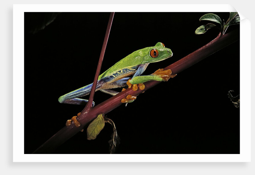 Agalychnis callidryas (red-eyed treefrog) by Anonymous