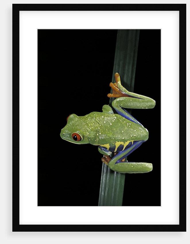 Agalychnis callidryas (red-eyed treefrog) by Anonymous