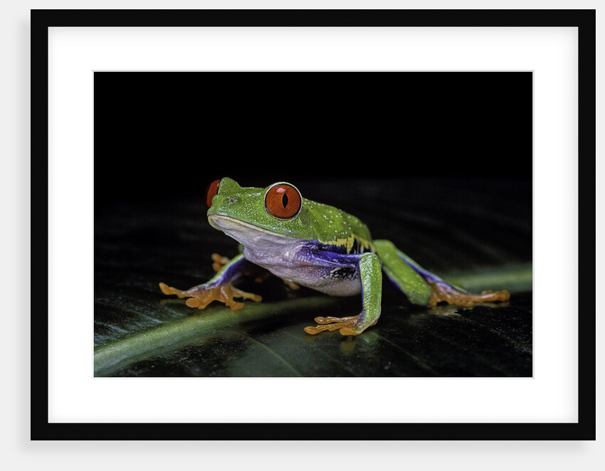 Agalychnis callidryas (red-eyed treefrog) by Anonymous