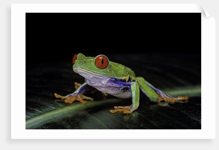 Agalychnis callidryas (red-eyed treefrog) by Anonymous