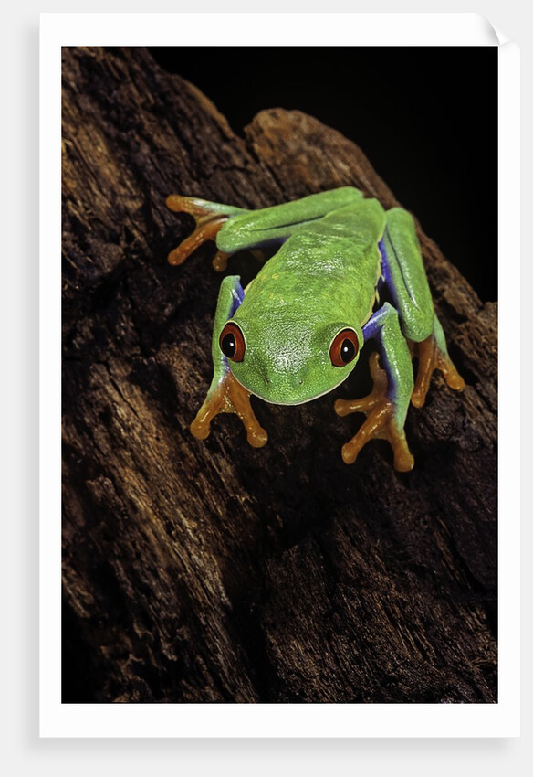 Agalychnis callidryas (red-eyed treefrog) by Anonymous