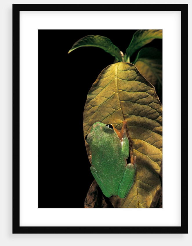 Agalychnis moreletii (black-eyed tree frog) by Anonymous