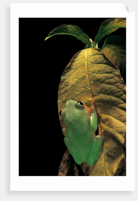 Agalychnis moreletii (black-eyed tree frog) by Anonymous