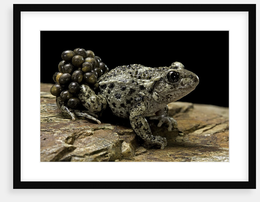 Alytes obstetricans (common midwife toad) - male with eggs by Anonymous