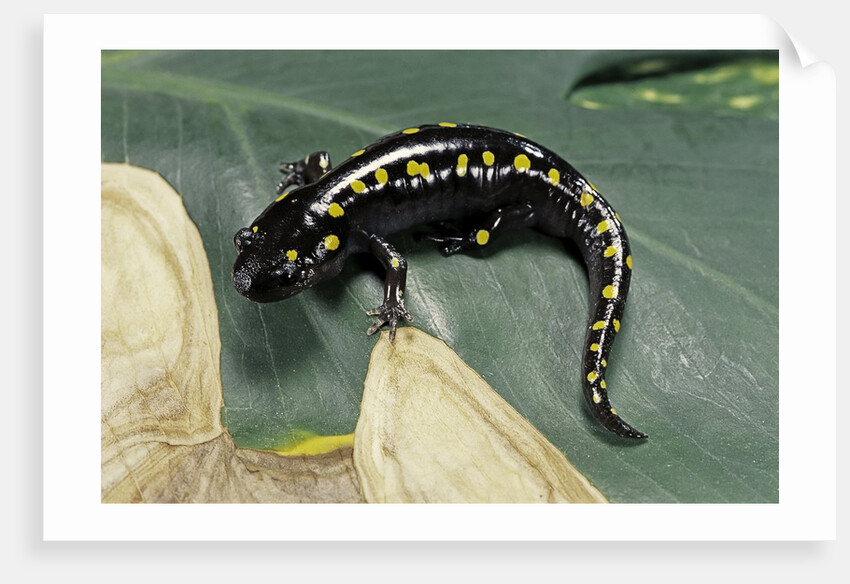 Ambystoma maculatum (spotted salamander) by Anonymous