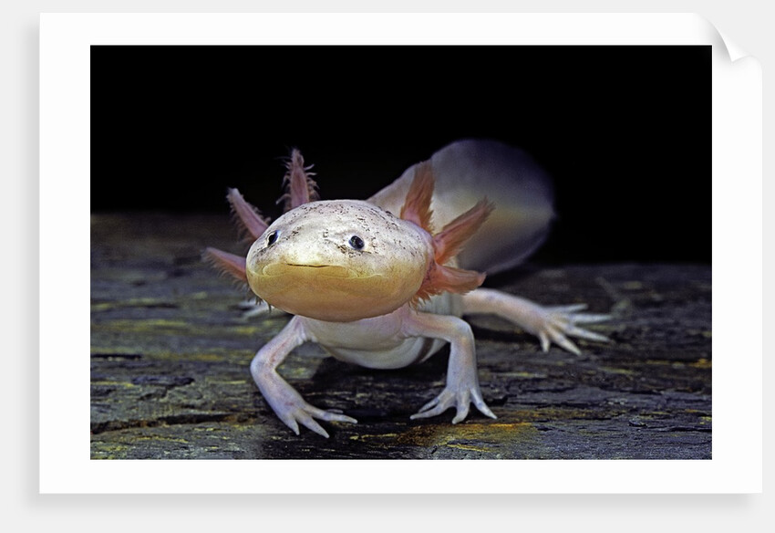 Ambystoma mexicanum f. leucistic (axolotl) by Anonymous