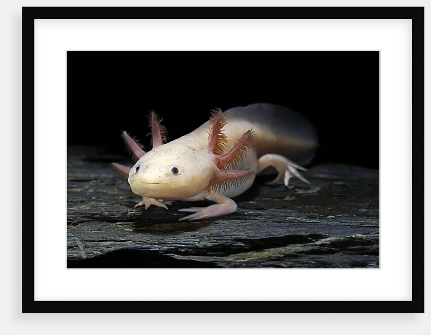 Ambystoma mexicanum f. leucistic (axolotl) by Anonymous