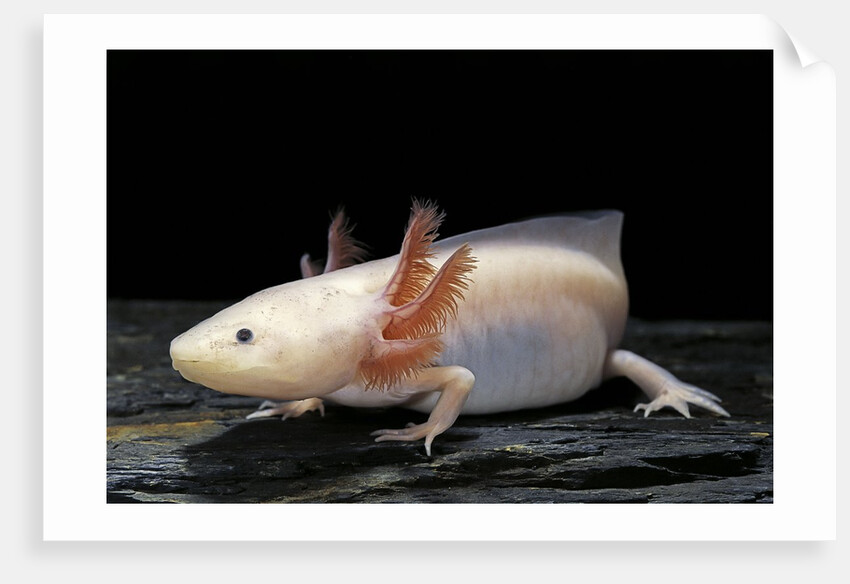 Ambystoma mexicanum f. leucistic (axolotl) by Anonymous