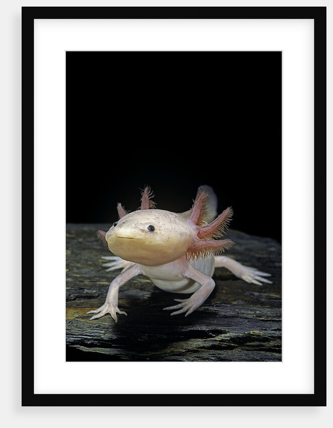 Ambystoma mexicanum f. leucistic (axolotl) by Anonymous