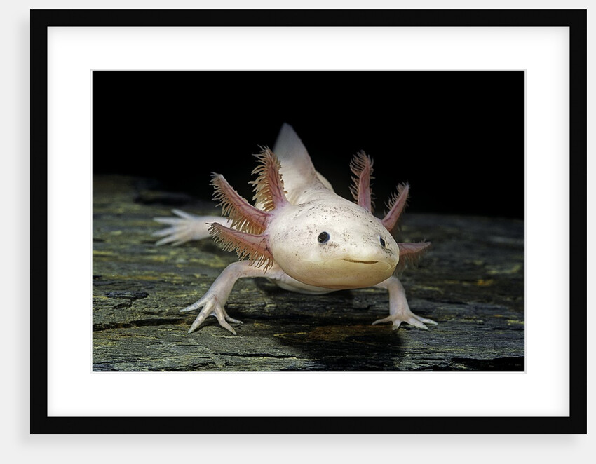 Ambystoma mexicanum f. leucistic (axolotl) by Anonymous