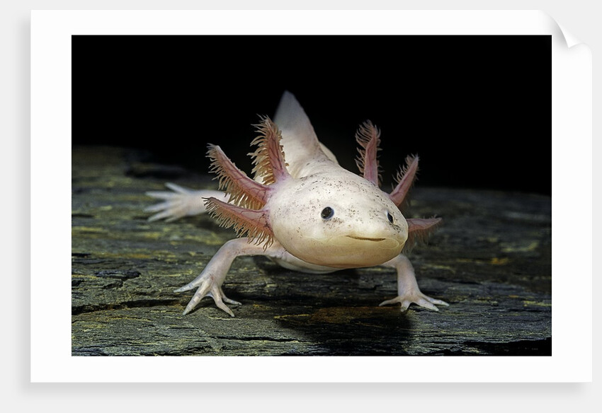 Ambystoma mexicanum f. leucistic (axolotl) by Anonymous