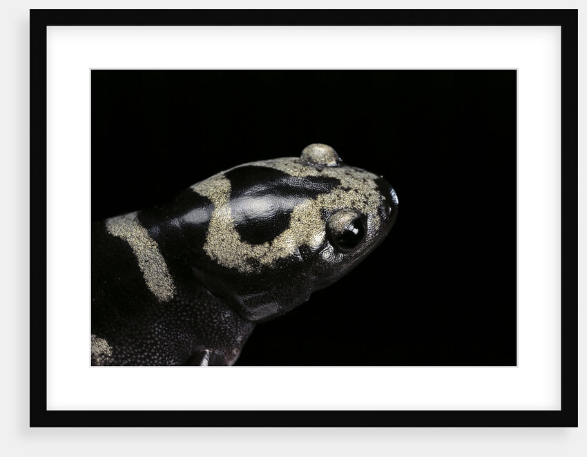 Ambystoma opacum (marbled salamander) by Anonymous