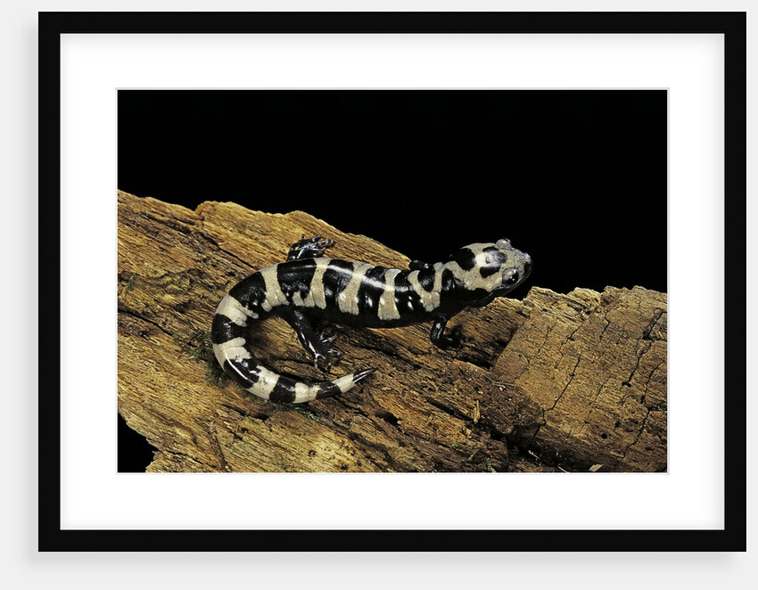 Ambystoma opacum (marbled salamander) by Anonymous