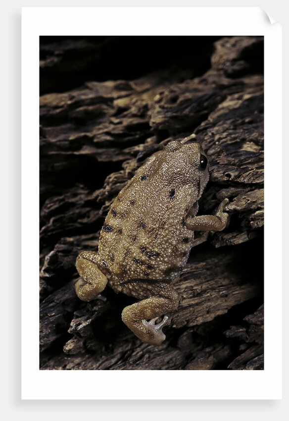 Arthroleptis (squeaking frogs) by Anonymous