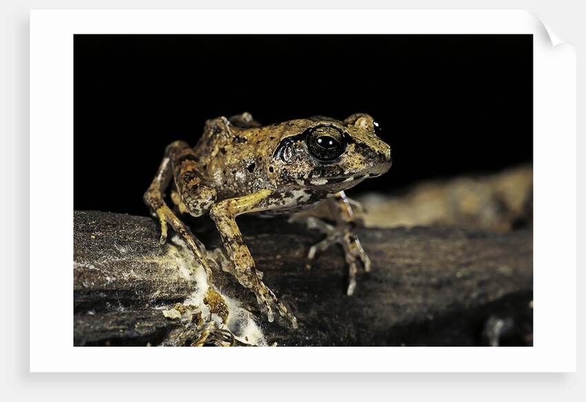 Arthroleptis stenodactylus (savanna squeaking frog) by Anonymous