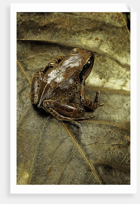 Arthroleptis variabilis (buea screeching frog) by Anonymous