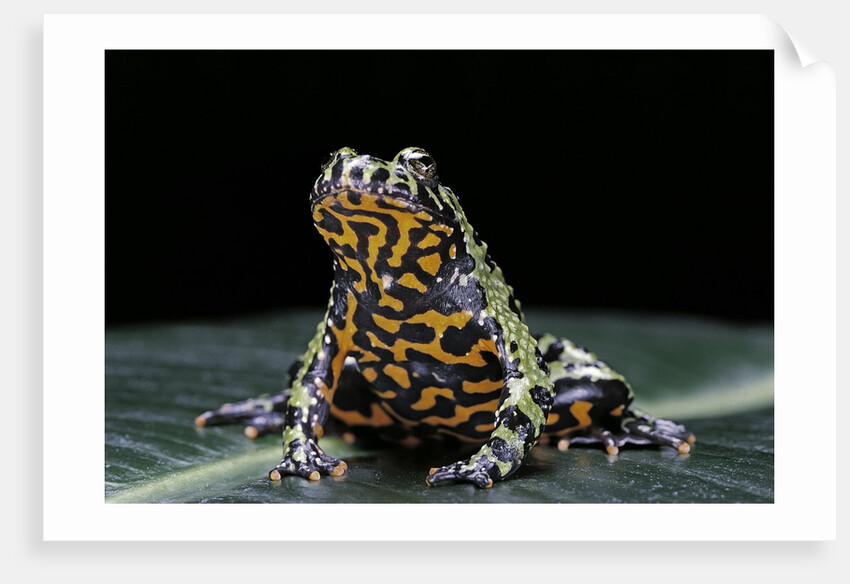Bombina orientalis (oriental fire-bellied toad) by Anonymous