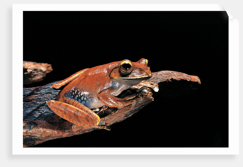 Boophis madagascariensis (Madagascar bright-eyed frog) by Anonymous