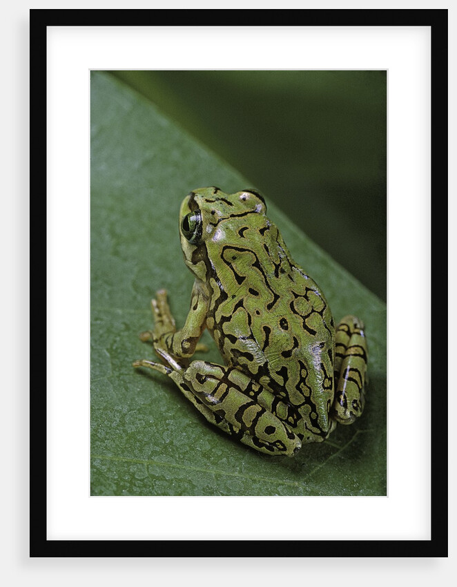 Boophis microtympanum (imerina bright-eyed frog) by Anonymous