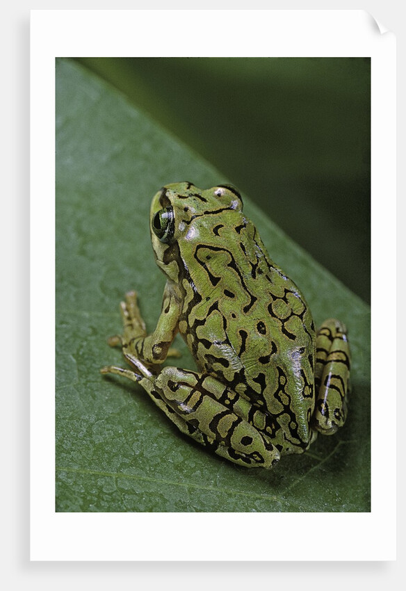 Boophis microtympanum (imerina bright-eyed frog) by Anonymous