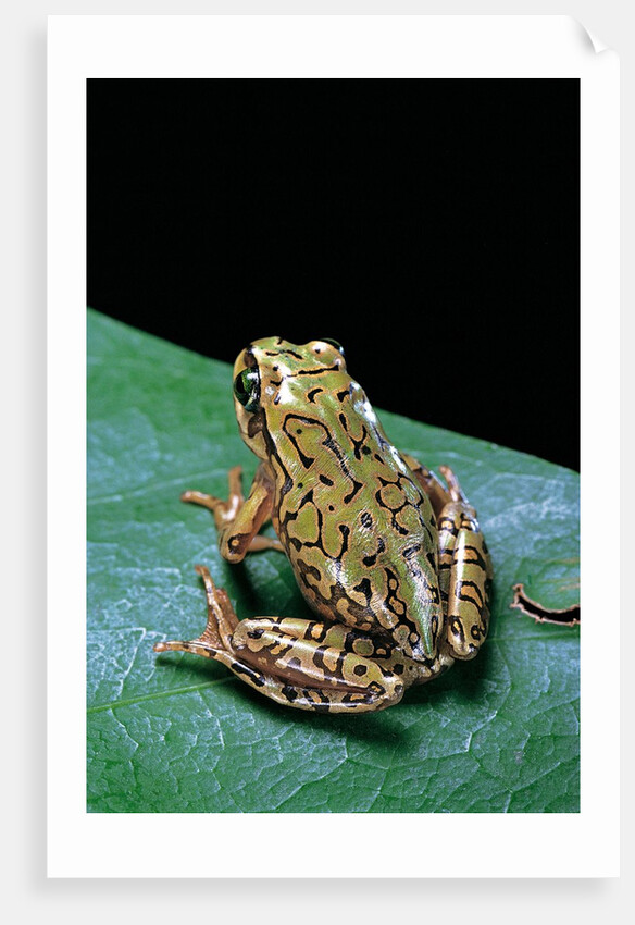 Boophis microtympanum (imerina bright-eyed frog) by Anonymous