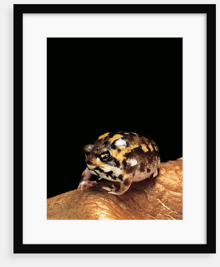 Breviceps adspersus (common rain frog, Transvaal short-headed frog) by Anonymous
