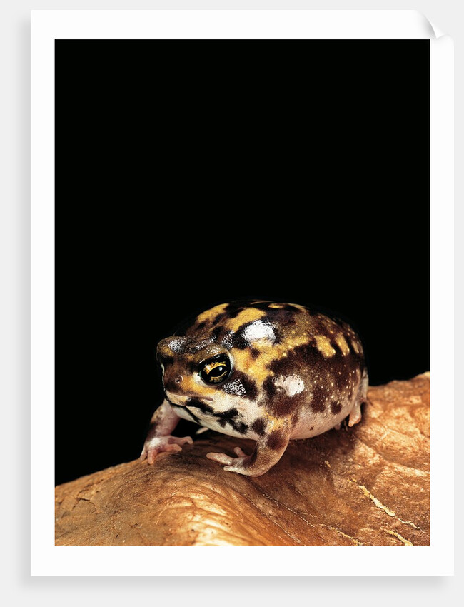 Breviceps adspersus (common rain frog, Transvaal short-headed frog) by Anonymous