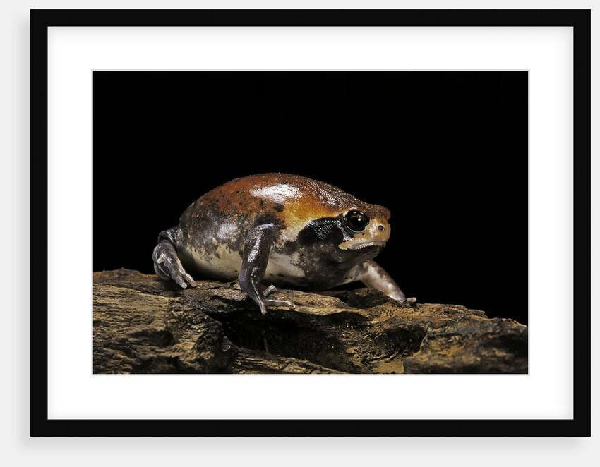 Breviceps mossambicus (flat-face frog, Mozambique rain frog) by Anonymous