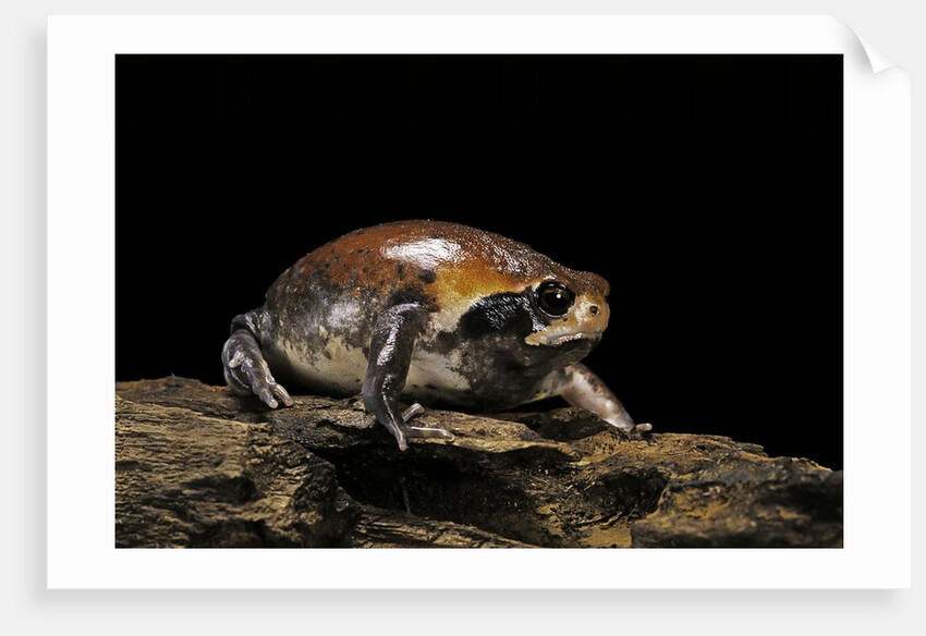 Breviceps mossambicus (flat-face frog, Mozambique rain frog) by Anonymous