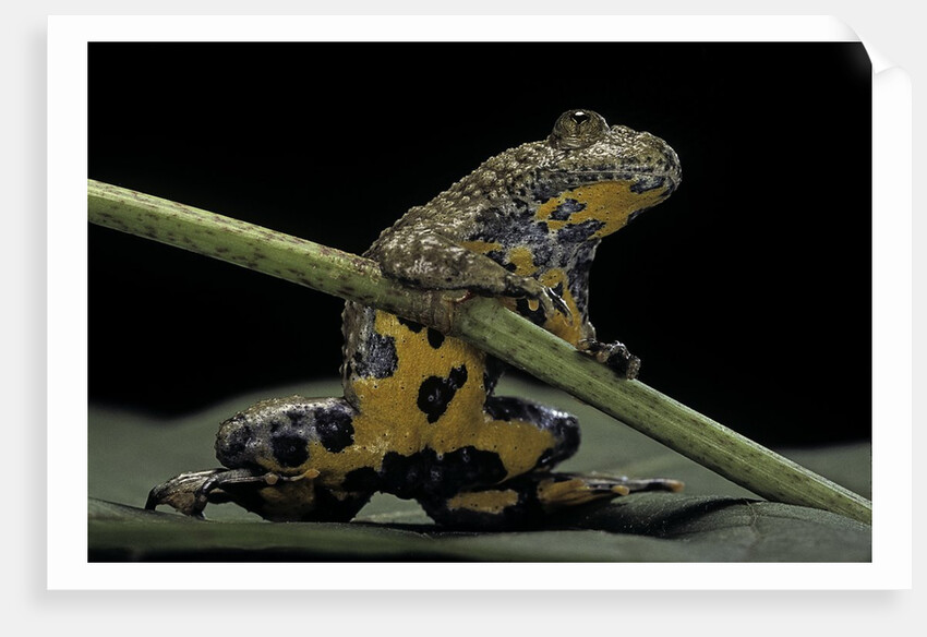 Bombina variegata (yellow-bellied toad) by Anonymous
