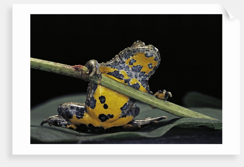 Bombina variegata (yellow-bellied toad) by Anonymous